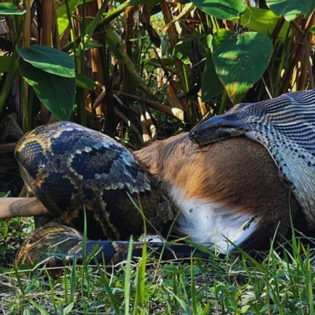 Florida empieza a desplegar conejos robot con inteligencia artificial en los Everglades. El objetivo es detectar y frenar la expansión de pitones invasoras que están devastando la fauna local