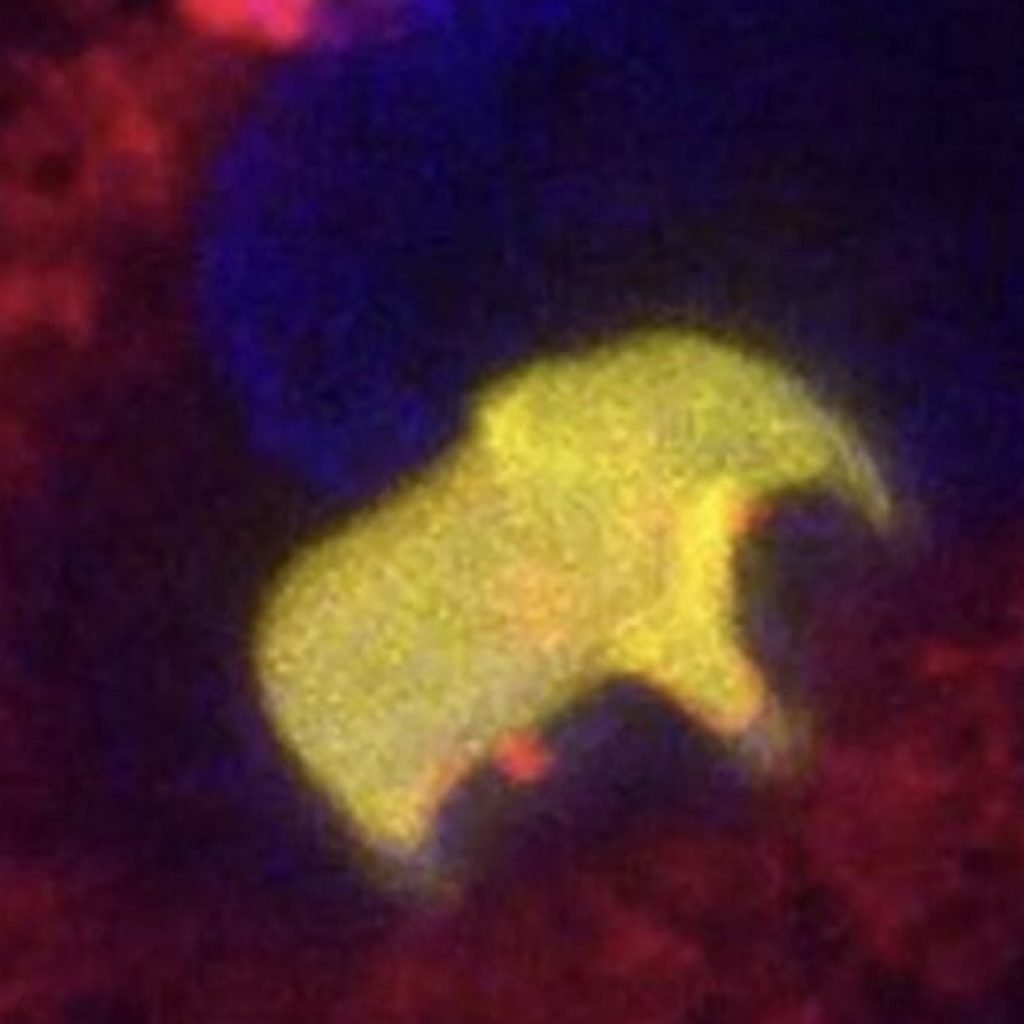 Logran imprimir un elefante 3D dentro de una célula viva y demuestran que ya podemos construir estructuras sólidas en el interior de la vida